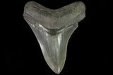 Serrated, Fossil Megalodon Tooth - Georgia #78908-1